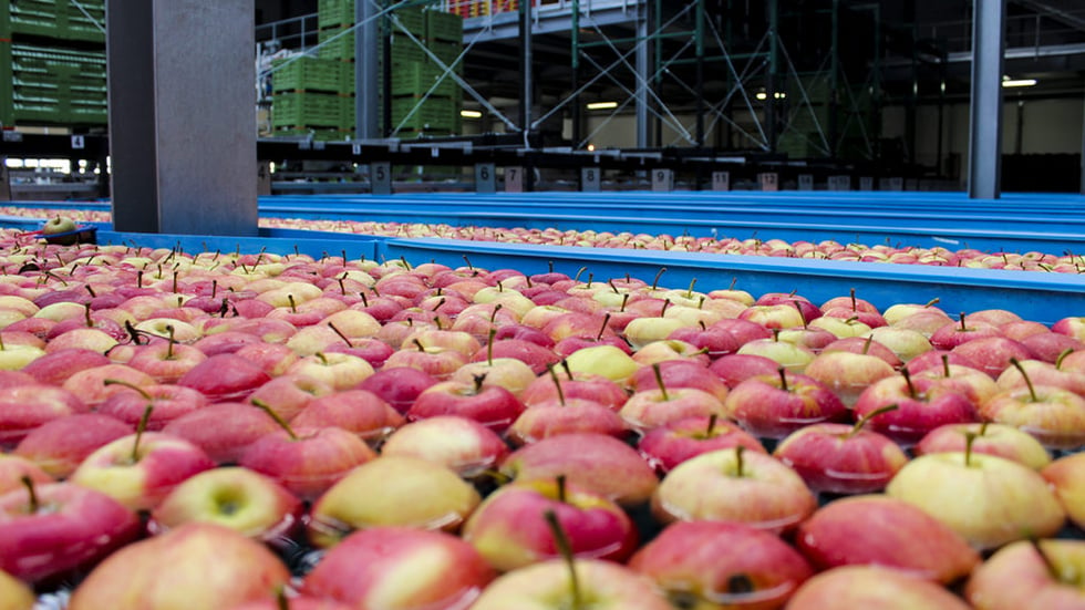 Apples in a flume.